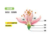 3.1.3 开花和结果 课件-2024-2025学年人教版(2024)生物七年级下册