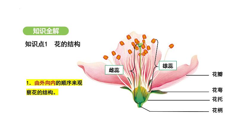 3.1.3 开花和结果 课件-2024-2025学年人教版(2024)生物七年级下册第4页