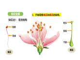 3.1.3 开花和结果 课件-2024-2025学年人教版(2024)生物七年级下册