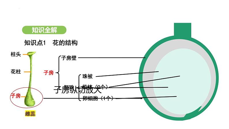 3.1.3 开花和结果 课件-2024-2025学年人教版(2024)生物七年级下册第6页