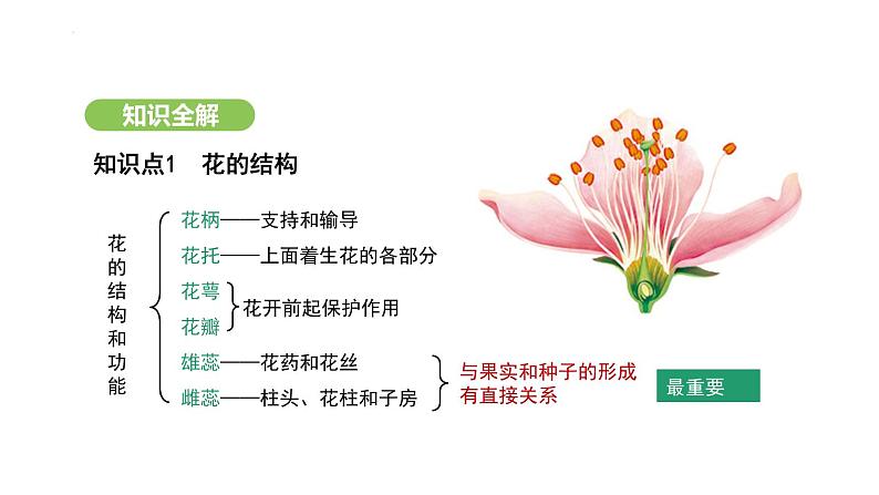 3.1.3 开花和结果 课件-2024-2025学年人教版(2024)生物七年级下册第7页