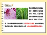3.1.3開花和結(jié)果課件-2024--2025學年人教版生物七年級下冊