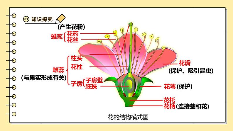 3.1.3开花和结果课件-2024--2025学年人教版生物七年级下册第8页