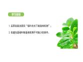 3.2.2 光合作用-第1课时 课件-2024-2025学年人教版(2024)生物七年级下册
