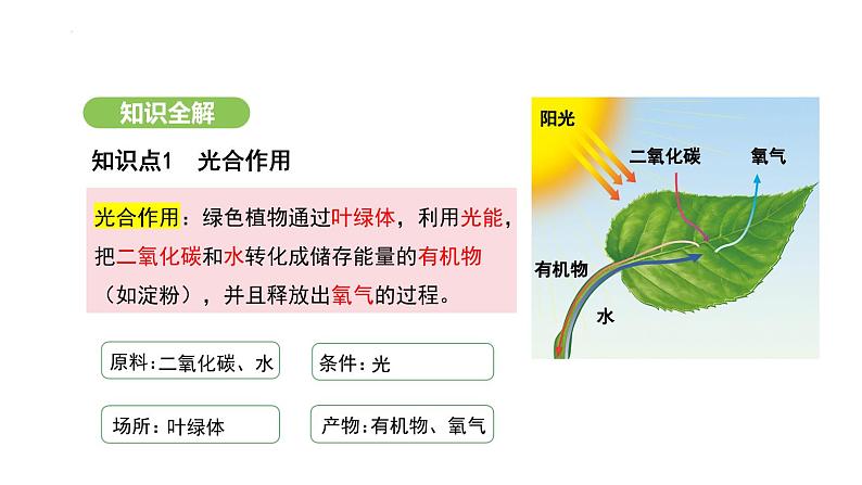 3.2.2 光合作用-第3课时 课件-2024-2025学年人教版(2024)生物七年级下册第4页