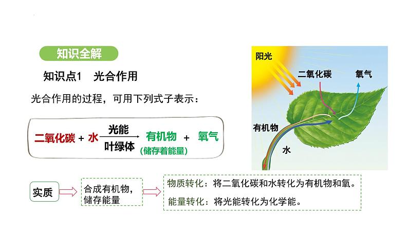 3.2.2 光合作用-第3课时 课件-2024-2025学年人教版(2024)生物七年级下册第5页