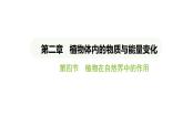 3.2.4 植物在自然界中的作用 课件-2024-2025学年人教版(2024)生物七年级下册