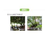 3.2.4 植物在自然界中的作用 课件-2024-2025学年人教版(2024)生物七年级下册