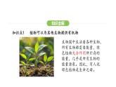 3.2.4 植物在自然界中的作用 课件-2024-2025学年人教版(2024)生物七年级下册