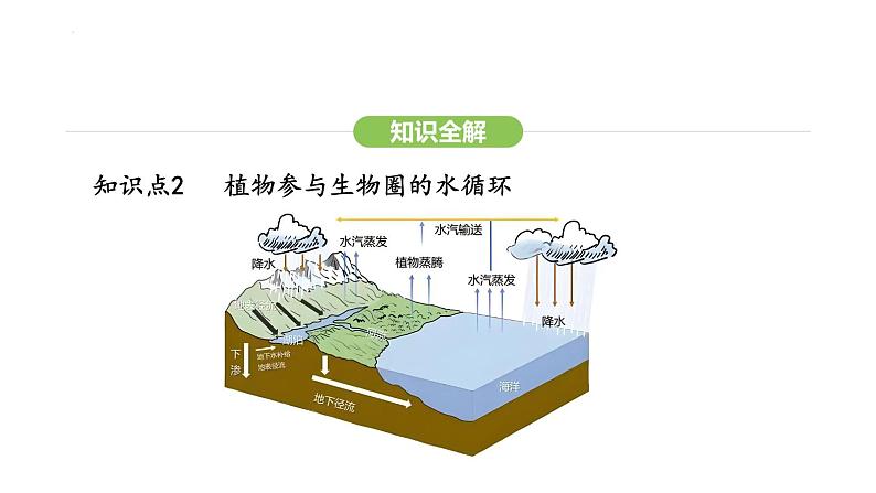 3.2.4 植物在自然界中的作用 课件-2024-2025学年人教版(2024)生物七年级下册第7页