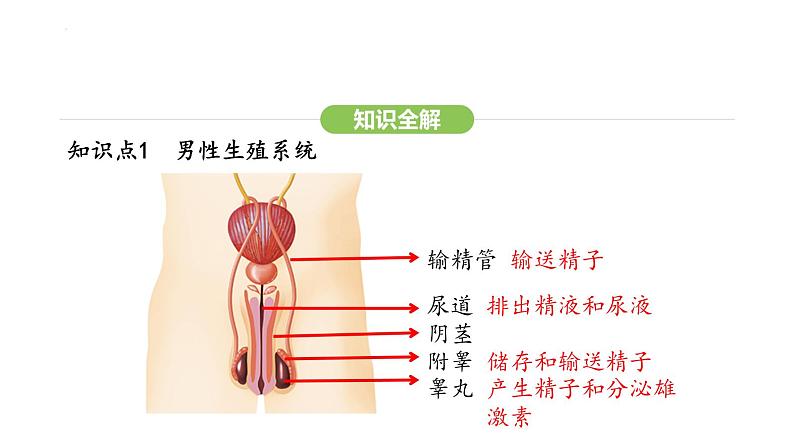 4.1.1 人的生殖 课件-2024-2025学年人教版(2024)生物七年级下册第4页