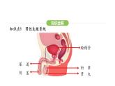 4.1.1 人的生殖 课件-2024-2025学年人教版(2024)生物七年级下册