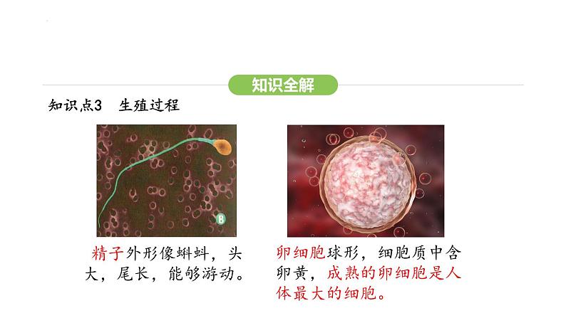 4.1.1 人的生殖 课件-2024-2025学年人教版(2024)生物七年级下册第8页