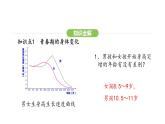 4.1.2 青春期 课件-2024-2025学年人教版(2024)生物七年级下册