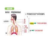 4.3.1 呼吸道对空气的处理 课件-2024-2025学年人教版(2024)生物七年级下册