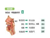 4.3.1 呼吸道对空气的处理 课件-2024-2025学年人教版(2024)生物七年级下册