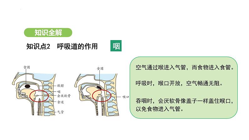 4.3.1 呼吸道对空气的处理 课件-2024-2025学年人教版(2024)生物七年级下册第8页