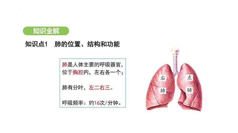 4.3.2 发生在肺内的气体交换（第1课时） 课件-2024-2025学年人教版(2024)生物七年级下册第4页