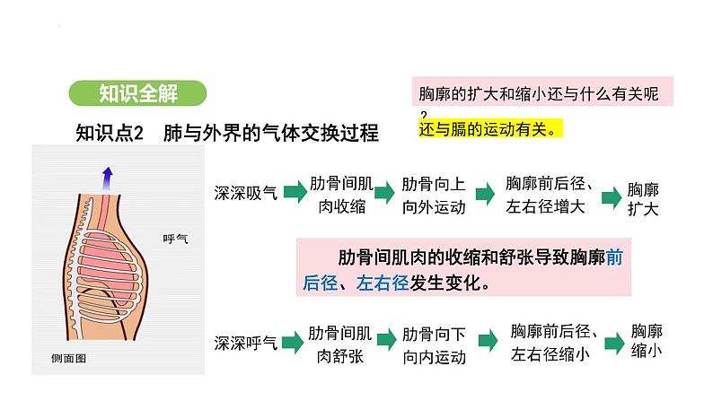 4.3.2 发生在肺内的气体交换（第1课时） 课件-2024-2025学年人教版(2024)生物七年级下册第6页