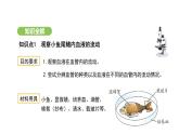 4.4.2 血流的管道——血管 課件-2024-2025學(xué)年人教版(2024)生物七年級(jí)下冊(cè)