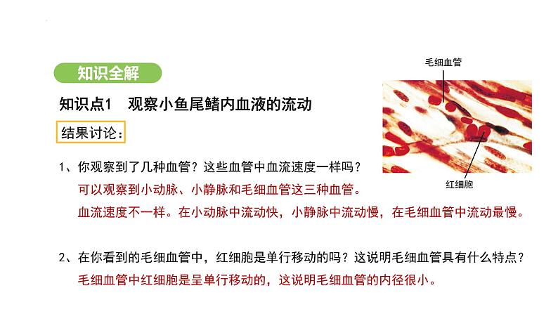 4.4.2 血流的管道——血管 课件-2024-2025学年人教版(2024)生物七年级下册第8页