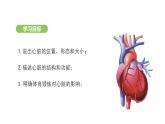 4.4.3 输送血液的泵——心脏（第1课时） 课件-2024-2025学年人教版(2024)生物七年级下册