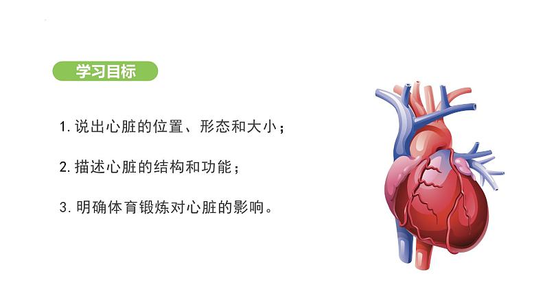 4.4.3 输送血液的泵——心脏（第1课时） 课件-2024-2025学年人教版(2024)生物七年级下册第3页