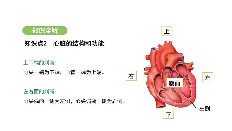 4.4.3 输送血液的泵——心脏（第1课时） 课件-2024-2025学年人教版(2024)生物七年级下册第5页