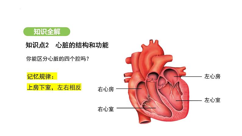 4.4.3 输送血液的泵——心脏（第1课时） 课件-2024-2025学年人教版(2024)生物七年级下册第6页