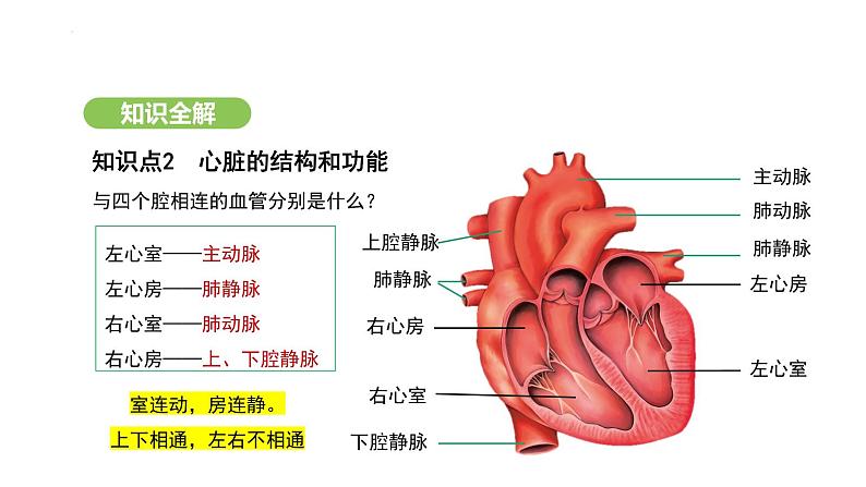 4.4.3 输送血液的泵——心脏（第1课时） 课件-2024-2025学年人教版(2024)生物七年级下册第7页