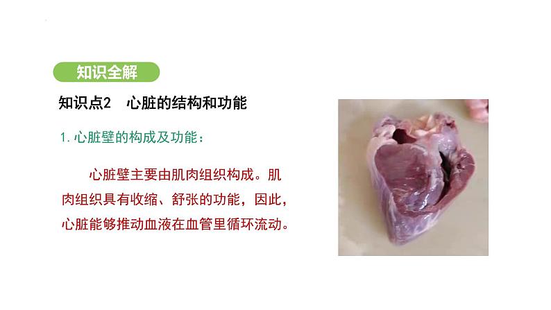 4.4.3 输送血液的泵——心脏（第1课时） 课件-2024-2025学年人教版(2024)生物七年级下册第8页