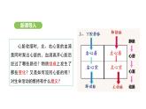 4.4.3 输送血液的泵——心脏（第2课时） 课件-2024-2025学年人教版(2024)生物七年级下册