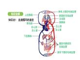 4.4.3 输送血液的泵——心脏（第2课时） 课件-2024-2025学年人教版(2024)生物七年级下册