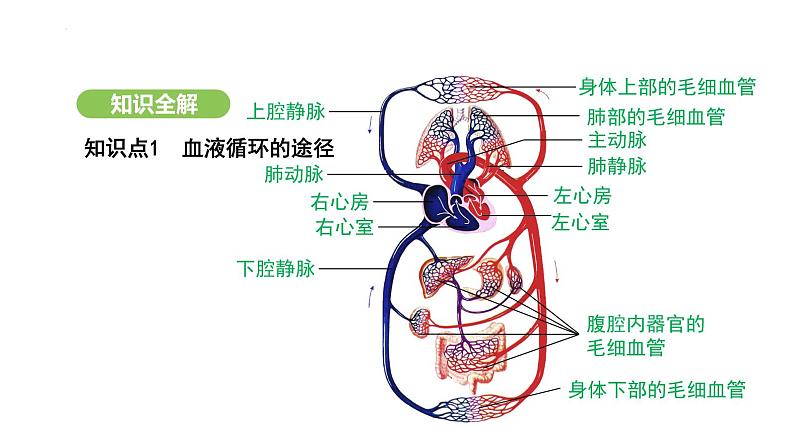 4.4.3 输送血液的泵——心脏（第2课时） 课件-2024-2025学年人教版(2024)生物七年级下册第4页