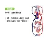 4.4.3 输送血液的泵——心脏（第2课时） 课件-2024-2025学年人教版(2024)生物七年级下册