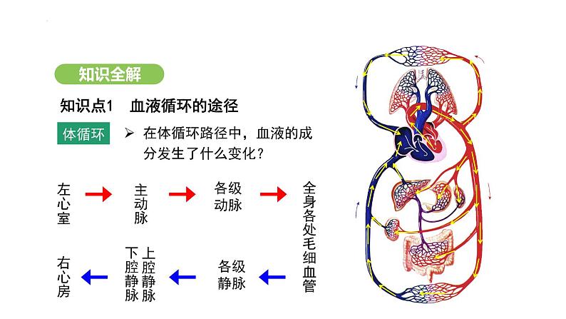 4.4.3 输送血液的泵——心脏（第2课时） 课件-2024-2025学年人教版(2024)生物七年级下册第6页