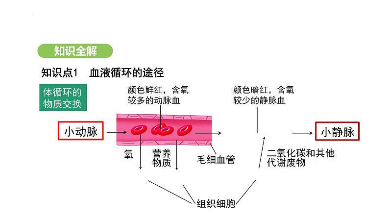 4.4.3 输送血液的泵——心脏（第2课时） 课件-2024-2025学年人教版(2024)生物七年级下册第7页