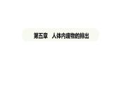 第五章人體內(nèi)廢物的排出  課件-2024-2025學(xué)年人教版(2024)生物七年級(jí)下冊(cè)