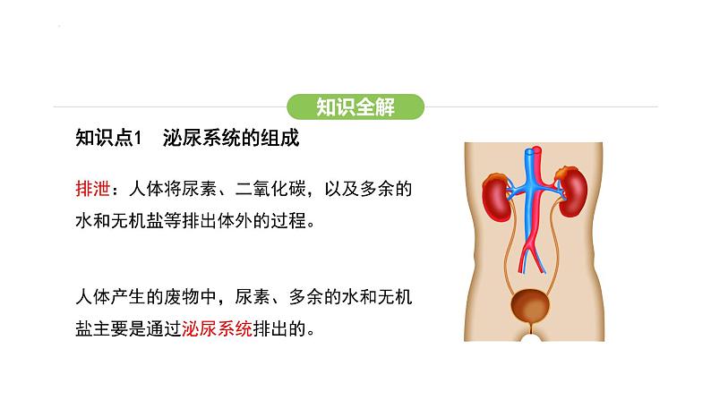 第五章人体内废物的排出  课件-2024-2025学年人教版(2024)生物七年级下册第4页