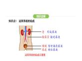 第五章人體內(nèi)廢物的排出  課件-2024-2025學(xué)年人教版(2024)生物七年級(jí)下冊(cè)