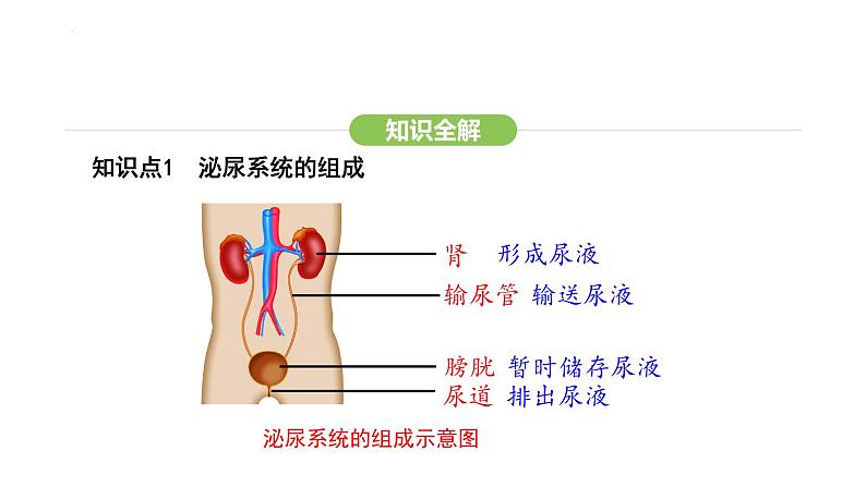 第五章人体内废物的排出  课件-2024-2025学年人教版(2024)生物七年级下册第5页