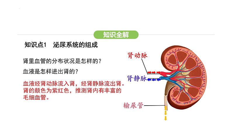 第五章人体内废物的排出  课件-2024-2025学年人教版(2024)生物七年级下册第6页