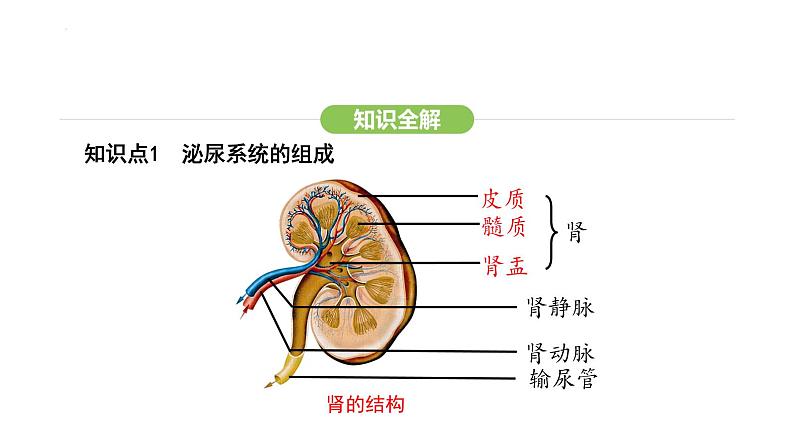 第五章人体内废物的排出  课件-2024-2025学年人教版(2024)生物七年级下册第7页