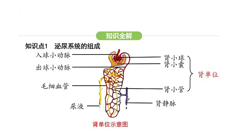 第五章人体内废物的排出  课件-2024-2025学年人教版(2024)生物七年级下册第8页