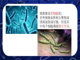 人教版生物七年级上册2.3.2《细菌》课件