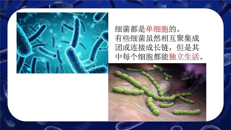 人教版生物七年级上册2.3.2《细菌》课件第5页