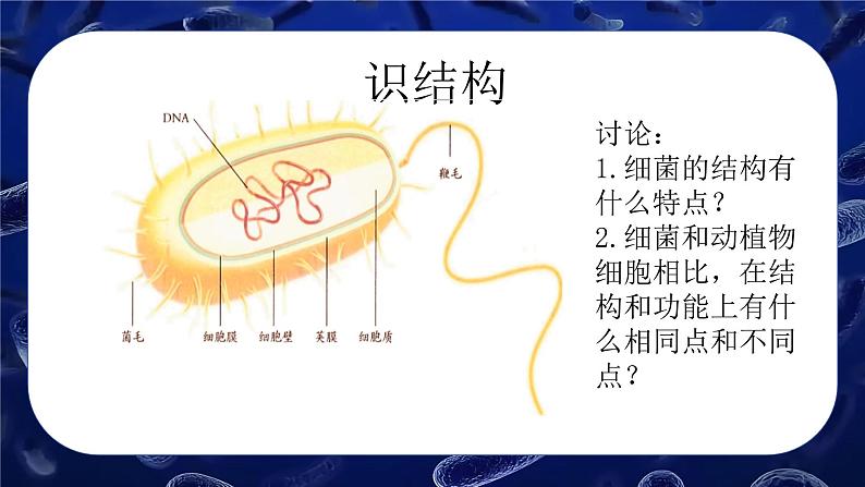 人教版生物七年级上册2.3.2《细菌》课件第6页