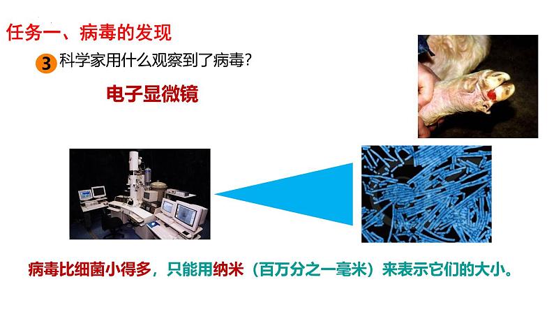 人教版生物七年级上册2.3.4《病毒》课件第5页