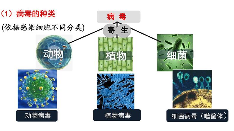 人教版生物七年级上册2.3.4《病毒》课件第7页