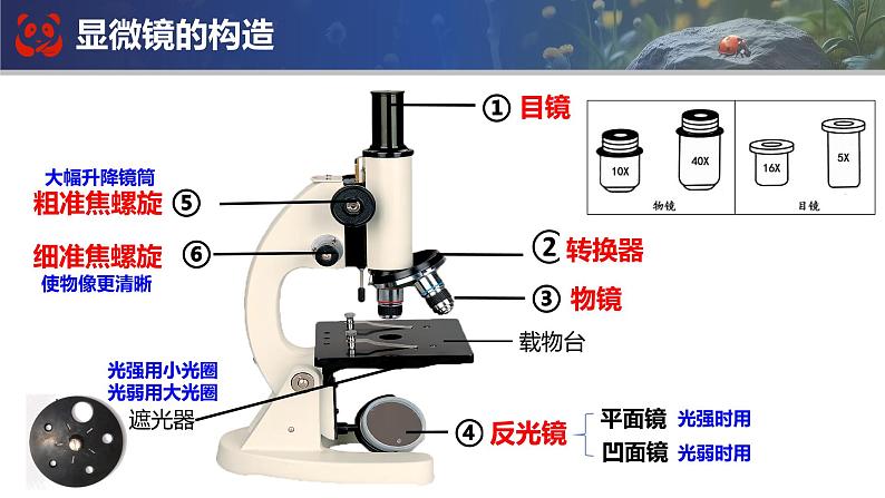 人教版生物七年级上册期末总复习课件第3页